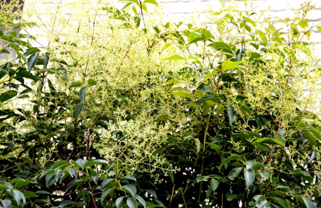 剪定・草刈・除草